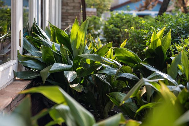 Aspidistra wyniosła