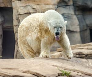 Wielkie święto w ZOO. Te przesłodkie bliźniaki obchodzą urodziny!