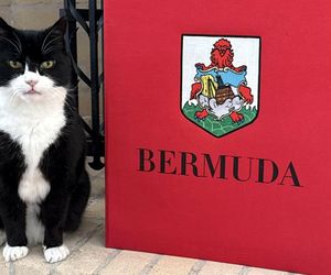 Palmerston, kot brytyjskiej dyplomacji, sensacją urzędu na Bermudach!