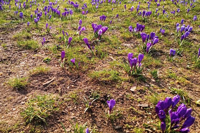 Krokusy na Jasnych Błoniach