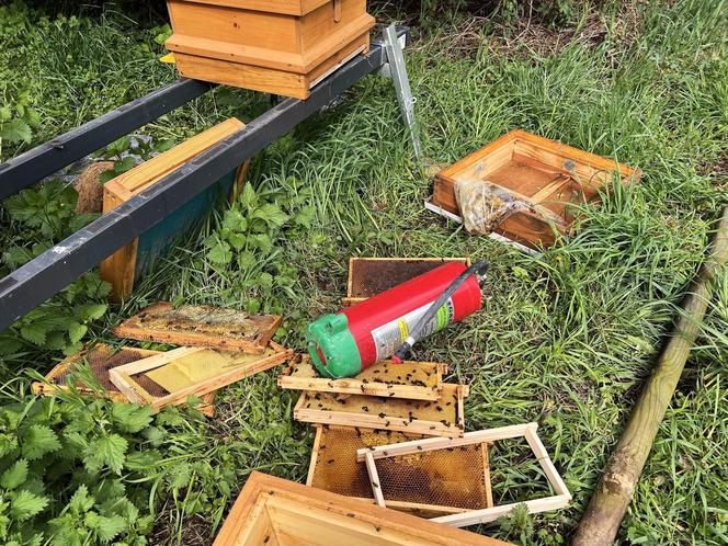 Zniszczył pasiekę w pałacowym ogrodzie. Trzy rodziny pszczół zginęły