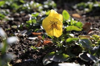 Szukamy wiosny w lubelskim skansenie!