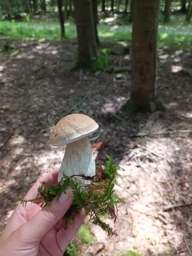 Ale okazy! Takie grzyby są na Dolnym Śląsku. Mieszkańcy chwalą się zbiorami 