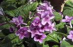 Skrętnik (Streptocarpus)