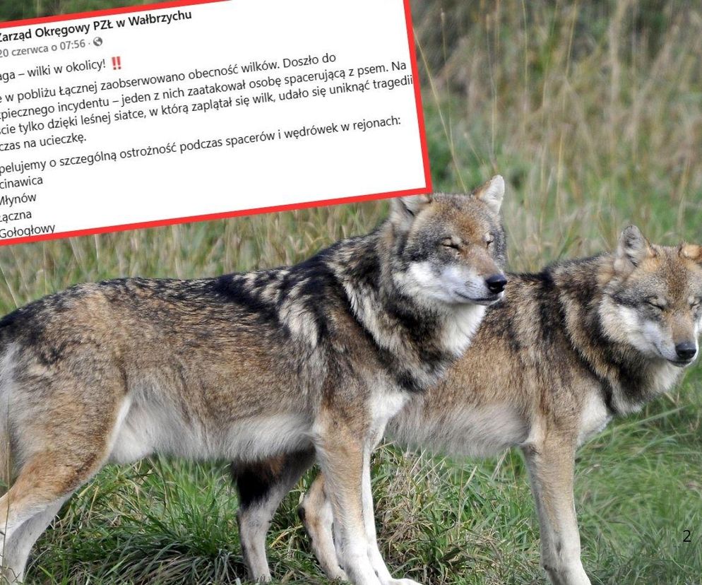 Wilk zaatakował pod Kłodzkiem. Myśliwi alarmują o zagrożeniu