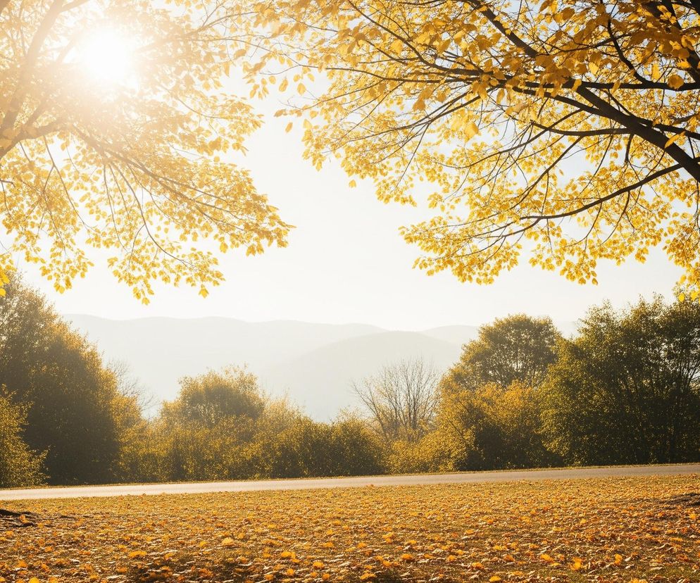 Dwa duże drzewa z intensywnie żółtymi liśćmi dominują po lewej i prawej stronie kadru, a słońce świeci jasno zza lewego drzewa, tworząc rozbłysk. Pomiędzy drzewami rozciąga się równomiernie oświetlony pas asfaltowej drogi, za którą widać gęstą zieleń niższych drzew i krzewów. Horyzont wypełniają mgliste, szaro-niebieskie pasma gór, a całe podłoże na pierwszym planie pokrywa dywan opadłych, żółto-pomarańczowych liści.
