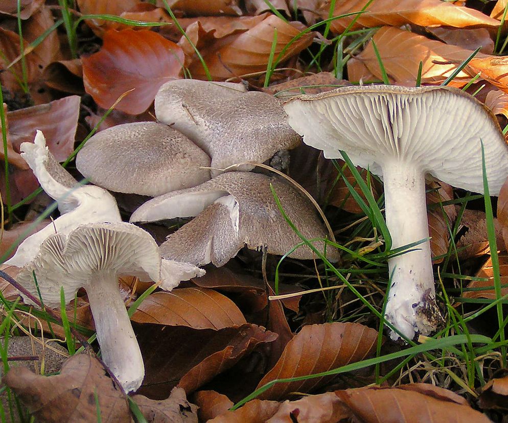 Grzyb ten występuje przeważnie na glebach wapiennych pod sosnami. Największy jego wysyp przypada na okres od sierpnia do listopada. Trzon gąski ziemistoblaszkowej zazwyczaj osiąga długość do 8 cm, u młodych gąsek jest łamliwy, później staje się pusty, gładki i u szczytu otrębiasty. W kolorze biały, a miejscami niebiesko-szarawy. Kapelusz tej gąski jest dzwonkowaty, później rozpostarty, często z tępym garbkiem. Ma barwę jasno lub ciemnoszarą. Grzyb ten można niestety łatwo pomylić z trującą gąską tygrysią czy pieprzną