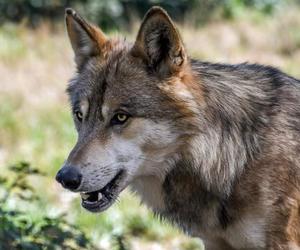 Karkonosze ponownie stają się domem wilków. Dobre informacje z Karkonoskiego Parku Narodowego