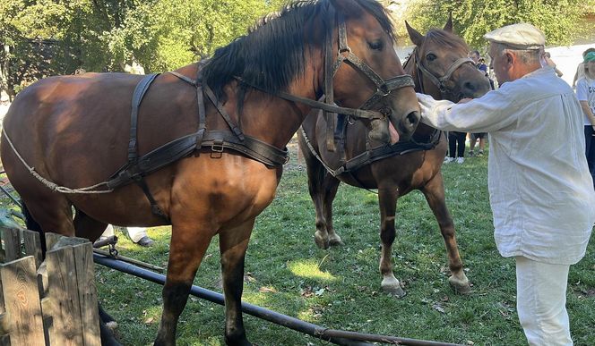 Tradycyjne wykopki w Muzeum Wsi Lubelskiej. Tak kiedyś zbierano ziemniaki
