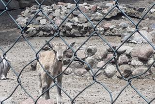 Ogród Zoobotaniczny latem