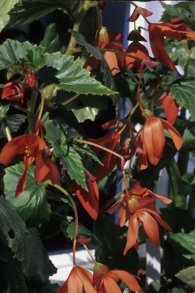 Begonia bulwiasta