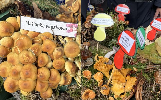 Grzybowe święto w Lublinie. Plac Litewski zamienił się w las pełen grzybów.
