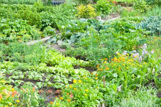 Zrównoważony ogród, czyli jaki? Zasady zrównoważonego ogrodnictwa