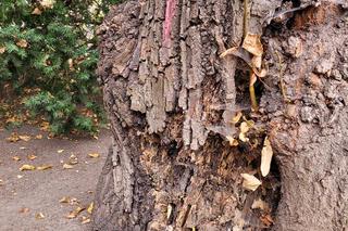 Lipa drobnolistna zniknie z parku Jordana. „Jedynym rozwiązaniem jest usunięcie drzewa”