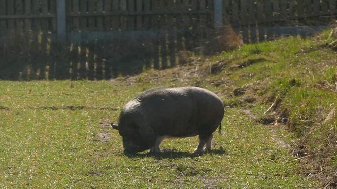 Uwaga! Zaginął knur Stefan. Widziałeś go?