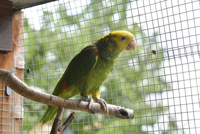 Oto Leon - papuga z Targówka, która lubi śpiewać