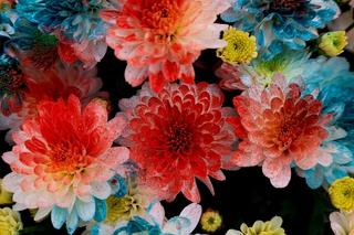 Takich chryzantem jak te spod Bydgoszczy nie ma nigdzie indziej. Pigemntowane kwiaty w wyjątkowych kolorach robią wrażenie!