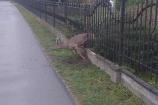 Policjanci i strażacy ratowali jelonka. Utknął w ogrodzeniu 