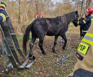 Lubelscy strażacy musieli wyciągnąć z szamba...konia.  Zdjęcia robią wrażenie!