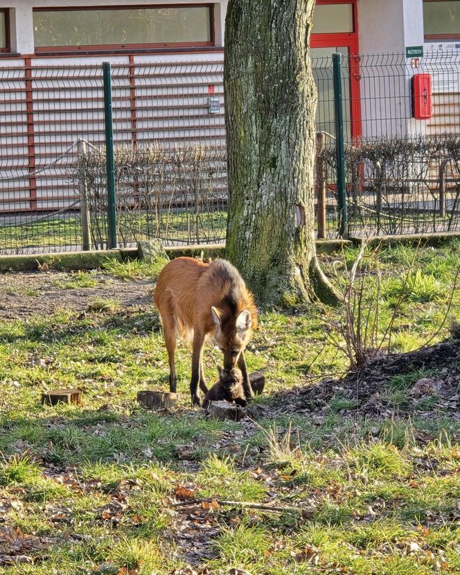 Pierwsze chwile młodych wilków z mamą 