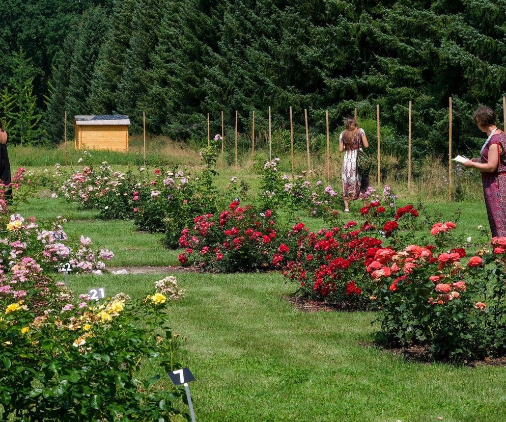 Ogród Botaniczny PAN w Powsinie to perełka. Co można tu zobaczyć?