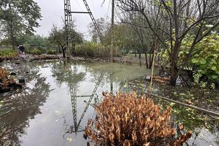 Barycz wciąż wysoka