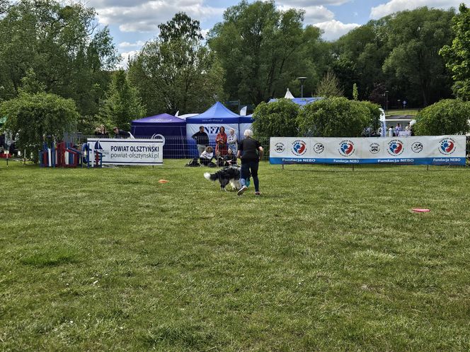 Festiwal Przyjaciół Zwierząt w Olsztynie. Park Centralny opanowały radosne pieski