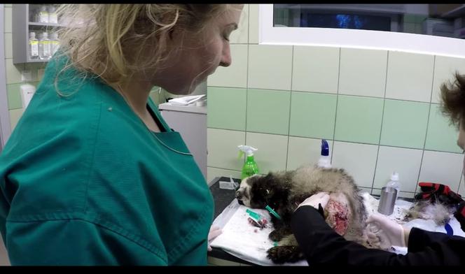 Pozszywali borsuka Karola