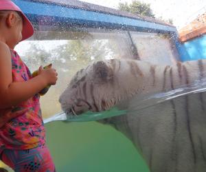 Zoo Borysew może się pochwalić jedynym takim obiektem w Europie. To basen dla białych tygrysów [ZDJĘCIA]. 