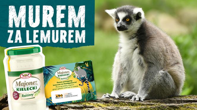 Majonez Kielecki na pomoc lemurom! Społem wspiera ZOO Wrocław