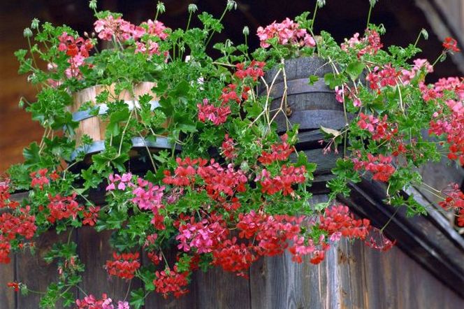 Własne sadzonki. Pelargonie