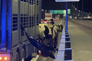 Byki brykają na moście w Warszawie! Wypadły z ciężarówki.