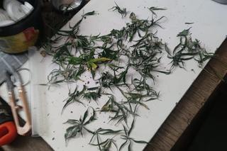 W zamrażalniku, wersalce i w szafie. Nawet tam para z Chrzanowa trzymała narkotyki