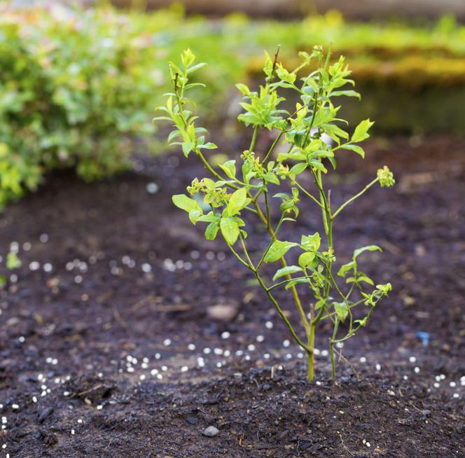 Ochrona krzewów borówki amerykańskiej przed chorobami [Porada eksperta]
