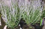 Perowskia łobodolistna Lacey Blue 'Lissit'