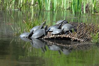 Turyści znów podrzucają żółwie do podkarpackiego arboretum. Władze parku apelują!