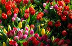 Tysiące krakowianek obdarowanych tulipanami na rondzie Mogilskim [ZDJĘCIA]