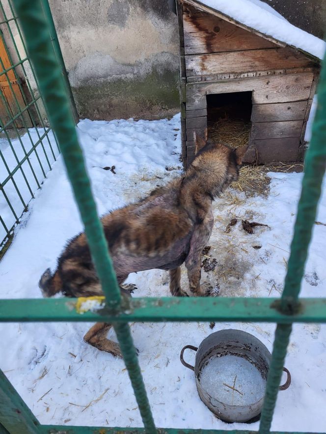 Koszmar suczki Figa niedaleko Gostynia. Sama skóra i kości, na mrozie, bez dostępu do wody i jedzenia