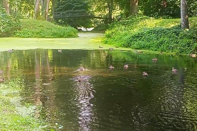 Ohlsdorfer Friedhof w Hamburgu