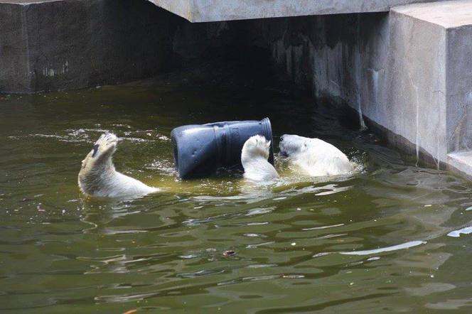 Zabawki dla zwierzaków w zoo