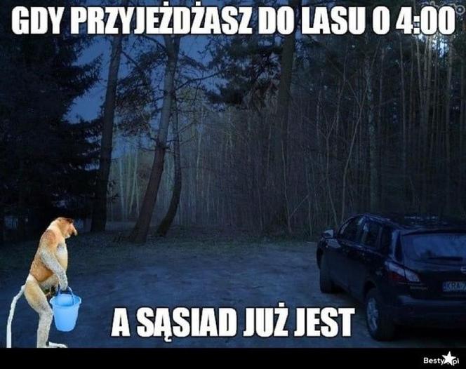 Grzybobranie 2023. Zobaczcie najlepsze memy o grzybiarzach! 