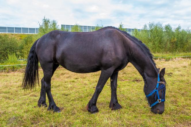 Stadnina koni w Bytomiu