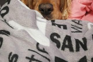 Pomóż Maksiowi odzyskać wzrok