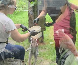 Pokazowe karmienie w myślęcińskim zoo to prawdziwy hit! Sprawdziliśmy to na miejscu