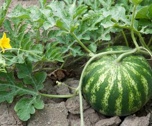 Arbuz zwyczajny= kawon - Citrullus lanatus