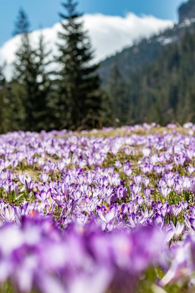 Krokusy 2019 już w Tatrach! Ośnieżone szczyty i "fioletowy dywan" robią wrażenie!