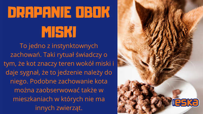 Słownik mowy kociej. Czyli co powienien wiedzieć każdy właścicel kota!