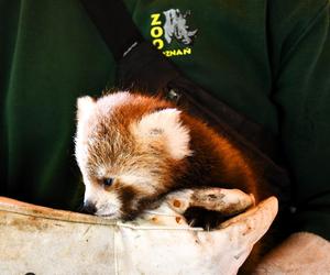 Cud narodzin w poznańskim zoo! Czekali na to ponad 20 lat