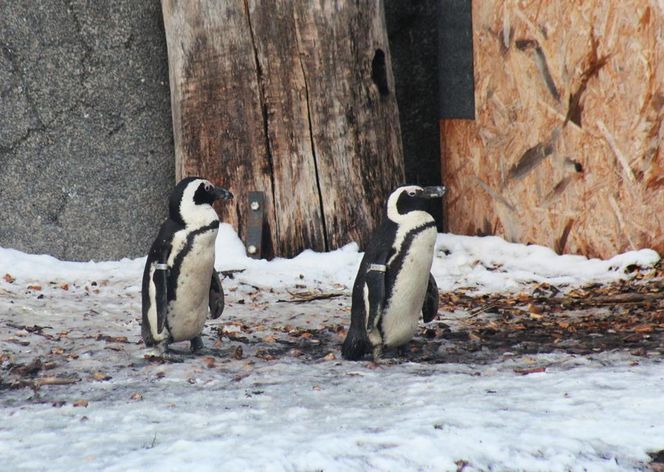 ZOO w Warszawie ma już 97 lat. Wielka feta w stołecznym ogrodzie! Jakie tajemnice kryje jego historia?