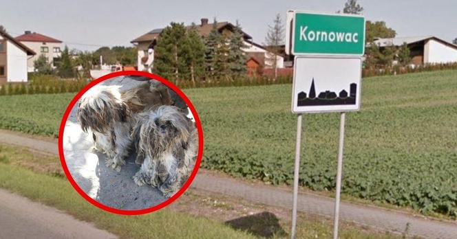 Kilkadziesiąt psów odebrano właścicielom w Śląskiem